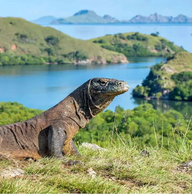 Komodowaran im Angebotsfoto der Tagestour von Travalcore Tour